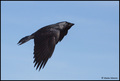 Čavka Corvus m&hellip;