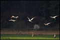 Ždral-grus gru&hellip;