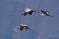 Ždral-Grus gru&hellip;