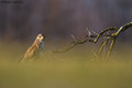Škanjac-Buteo &hellip;