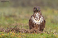Škanjac-Buteo &hellip;
