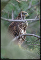 Škanjac-Buteo &hellip;