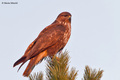 Škanjac-Buteo &hellip;