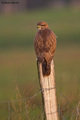 Škanjac-Buteo &hellip;