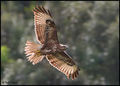 Škanjac-Buteo &hellip;