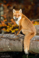 lisica -vulpes&hellip;