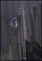 mrka crvenrepk&hellip;