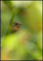 Kroz krosnju..&hellip;