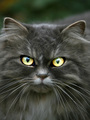 Test- pokusaj &hellip;