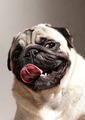 Koji k... hoce&hellip;