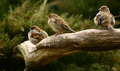 three little b&hellip;
