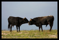 Brokeback Moun&hellip;