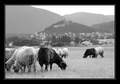 Sinj- grad kon&hellip;