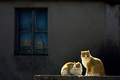 windows za dvo&hellip;