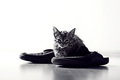 maca papučaric&hellip;