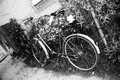 My White Bicyc&hellip;