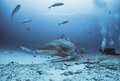 Bull shark