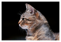 profil jedne m&hellip;