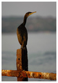 Ruzinavi ribar&hellip;
