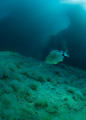 Little fish, b&hellip;