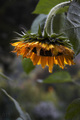Giverny sunflo&hellip;