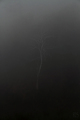 tree through t&hellip;