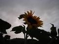 trebam sunce..&hellip;