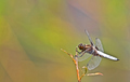 "The Bug&&hellip;