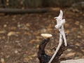 Skulptura-djel&hellip;