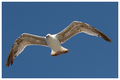 El condor pasa&hellip;