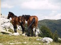 Konji na Veleb&hellip;