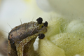 Gusjenica deta&hellip;
