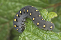 Gusjenica s sm&hellip;