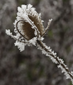 Inje i opet in&hellip;