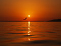 U susret suncu