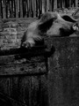 portret jedne &hellip;