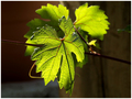 majka svih vin&hellip;