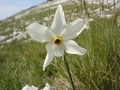 Narcis na Dina&hellip;