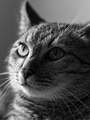 leopold smical&hellip;
