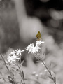 butterfly game&hellip;