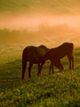 dorucak u crve&hellip;