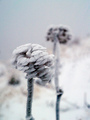 jingle bells .&hellip;