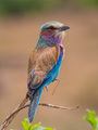 Lilac-Breasted&hellip;