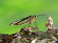 Skorpion Flieg&hellip;