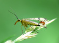 Skorpion Flieg&hellip;