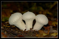 Tri male Gljiv&hellip;