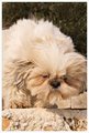 Chewbacca na v&hellip;
