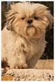Chewbacca na v&hellip;