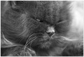 Fritz the Kill&hellip;