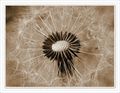 Alopecia Natur&hellip;